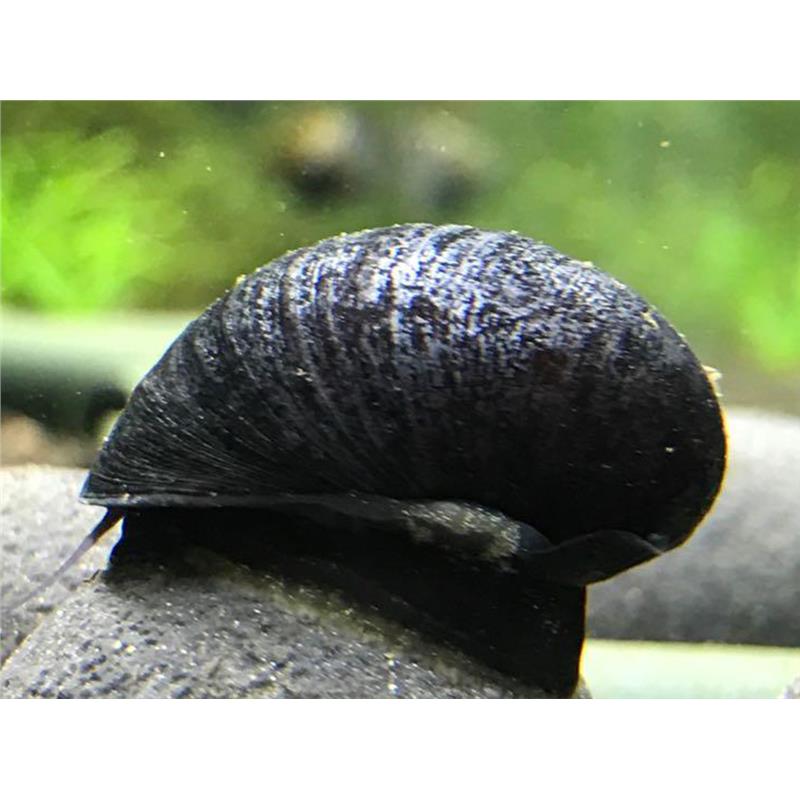 Neritina sp. black helmet - imagine 4